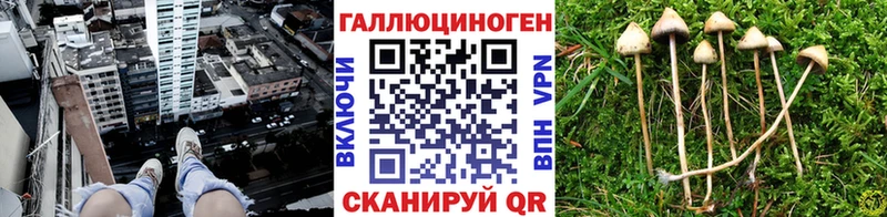 kraken как зайти  Новоалександровск  Галлюциногенные грибы MAGIC MUSHROOMS 
